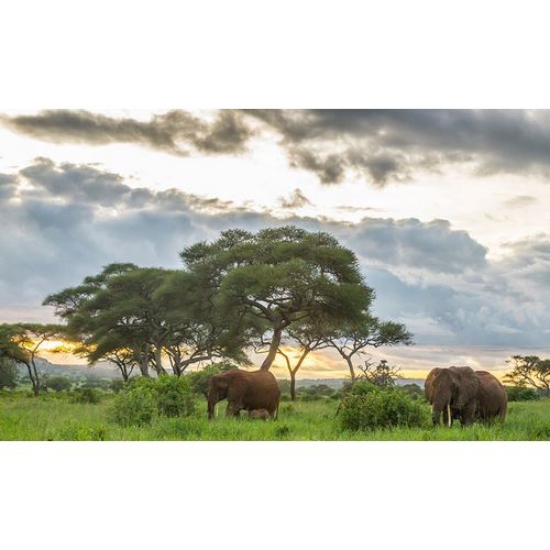 Africa-Tanzania-Tarangire National Park African elephants at sunset